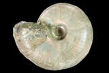 Iridescent Fossil Ammonite (Phylloceras) - Madagascar #162618-1